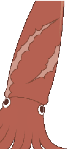 Squid 1.png