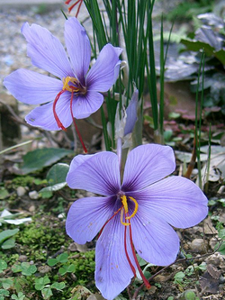 Crocus sativus.png