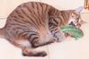 YouTube Catnip.jpg